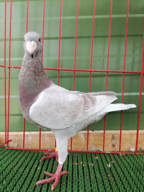 0-1de vinzare - Achizitii Leipzig 2017