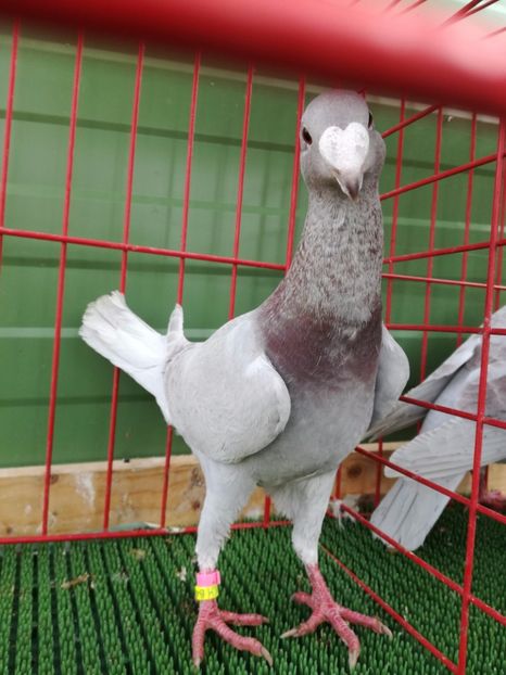  - Achizitii Leipzig 2017