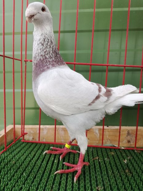  - Achizitii Leipzig 2017