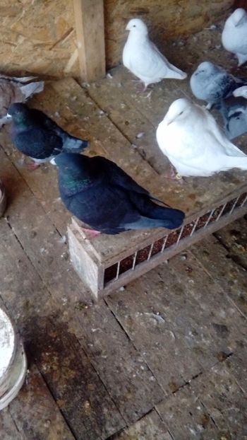  - Porumbei americani