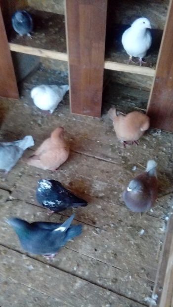  - Porumbei americani