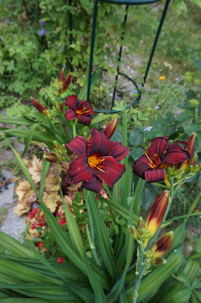  - Hemerocallis 2017