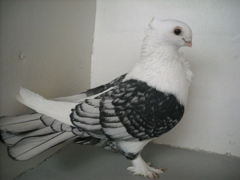  - PORUMBEI CARE MI AU APARTINUT