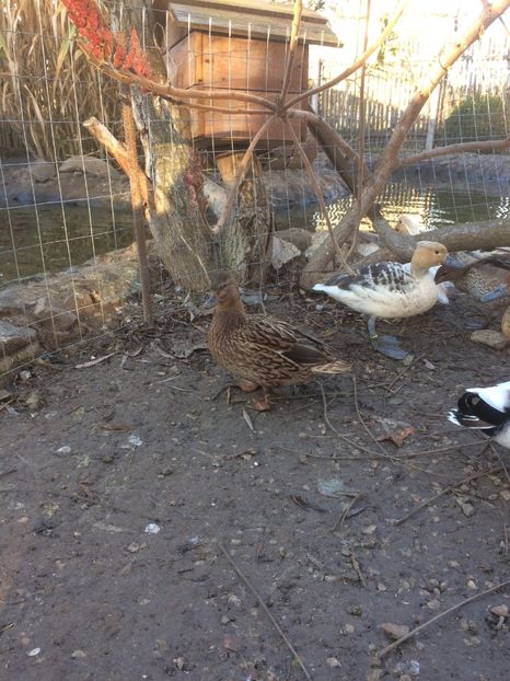 1A6D3D7E-153E-4844-93AE-D563148DB8C5 - Pitica germana