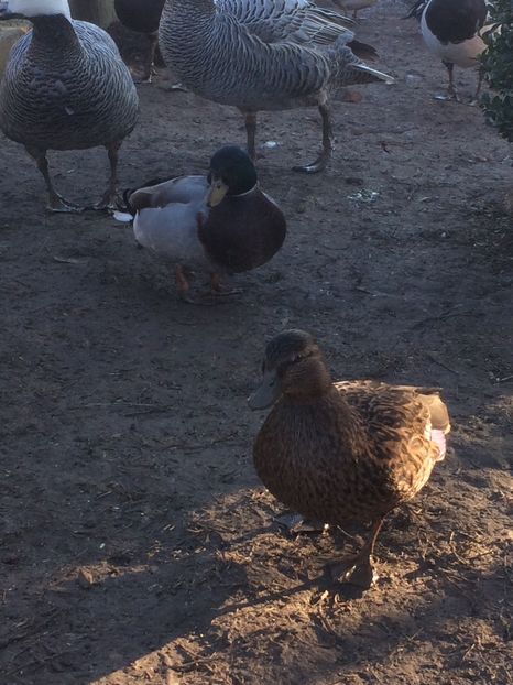 5A25FA48-66D5-478C-90F1-C255237F2542 - Pitica germana