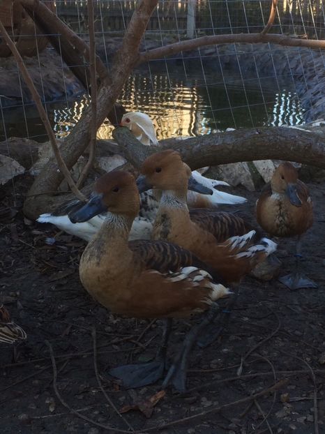 B10DD170-9009-4856-A8F8-EF153BD8D878 - Flueratoare galbena