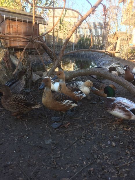 1179F5F9-DD34-4C06-9A2A-5925023FDB32 - Flueratoare galbena