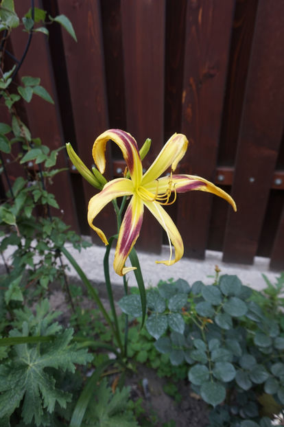  - Hemerocallis 2017