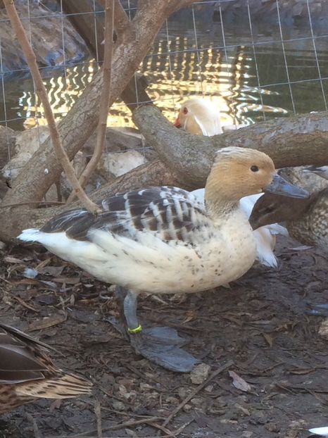 C0C7ED5B-669A-492F-80FE-01EC1410D8D1 - Flueratoare galbena