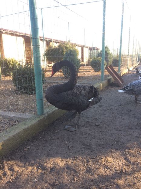 0A49F569-59D8-4736-A3C4-9F6135A81BEA - Lebede negre