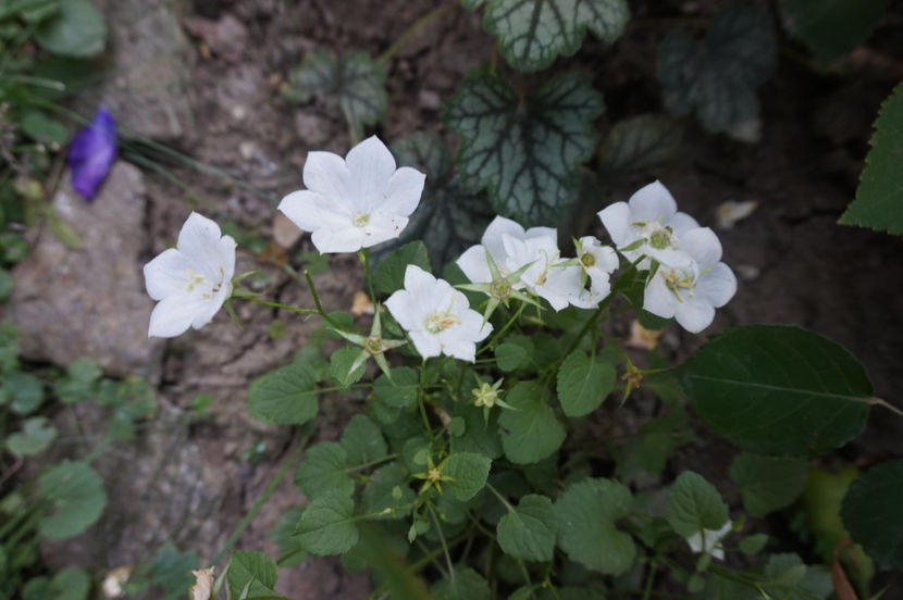 Carpatica white - Campanula