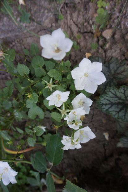  - Campanula