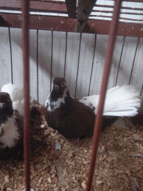  - Cafenii Codalbi 2017