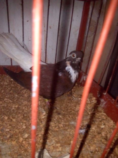  - Cafenii Codalbi 2017