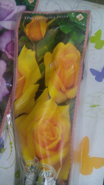 3 - Trandafiri Florov doresc identificare