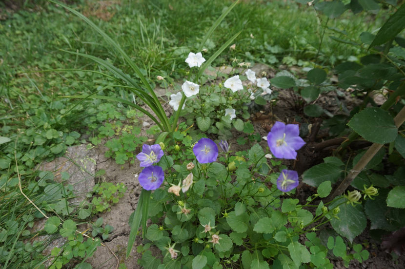  - Campanula