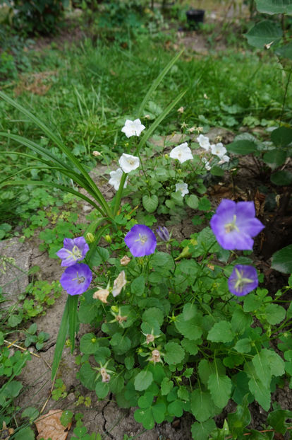  - Campanula