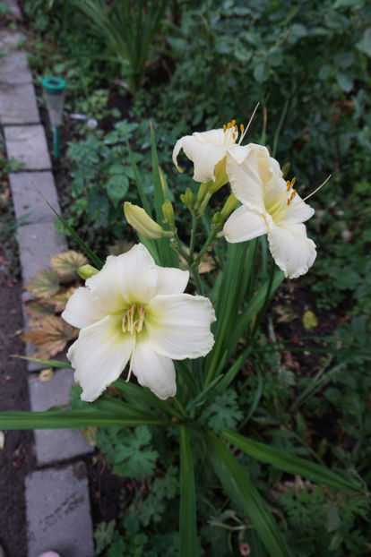  - Hemerocallis 2017