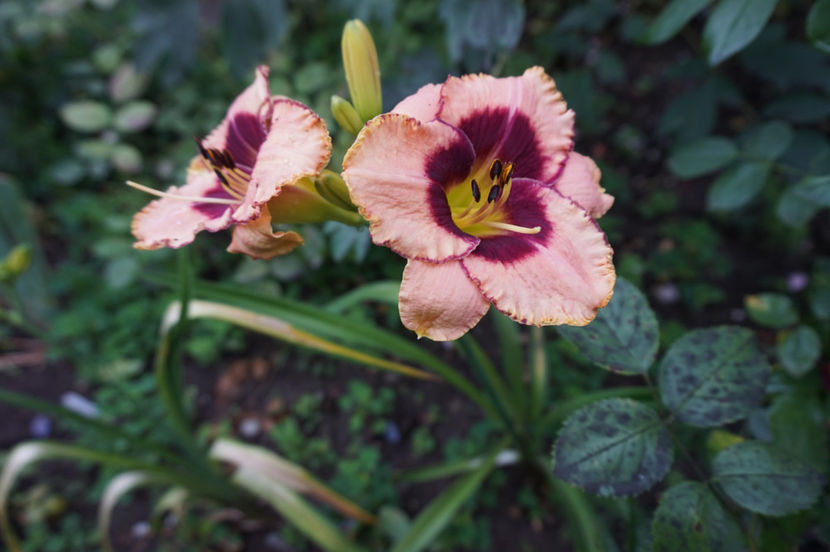  - Hemerocallis 2017