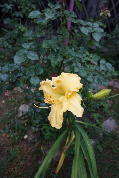  - Hemerocallis 2017