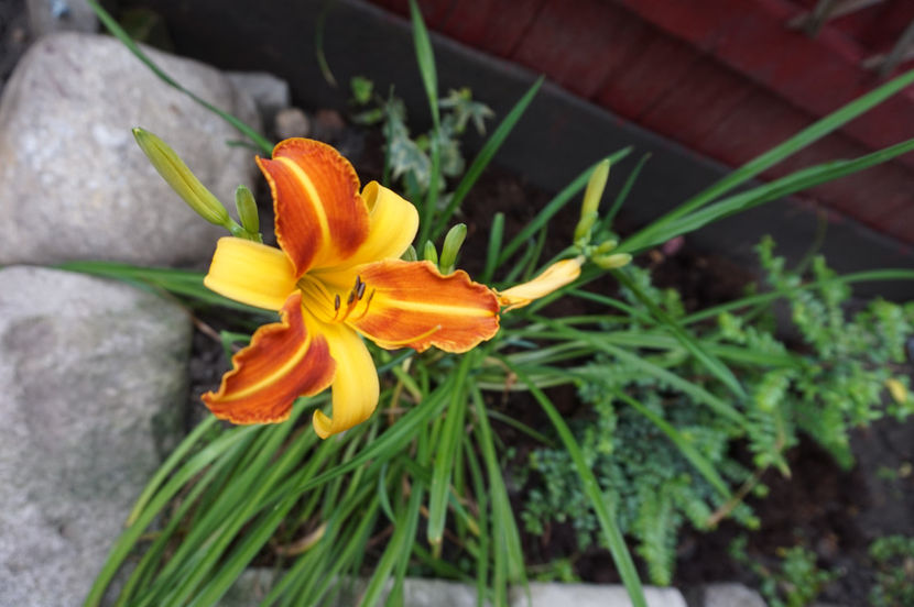  - Hemerocallis 2017