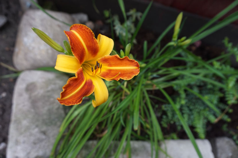  - Hemerocallis 2017