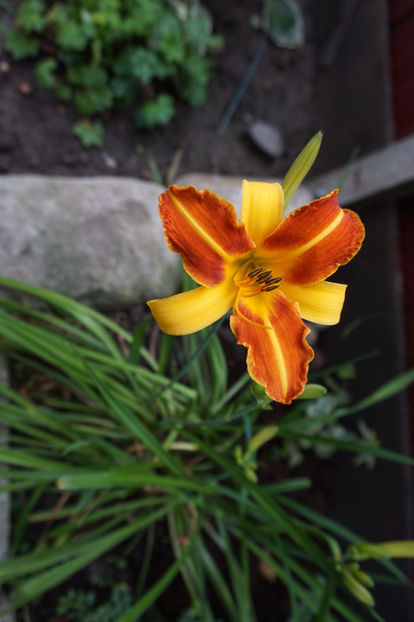  - Hemerocallis 2017