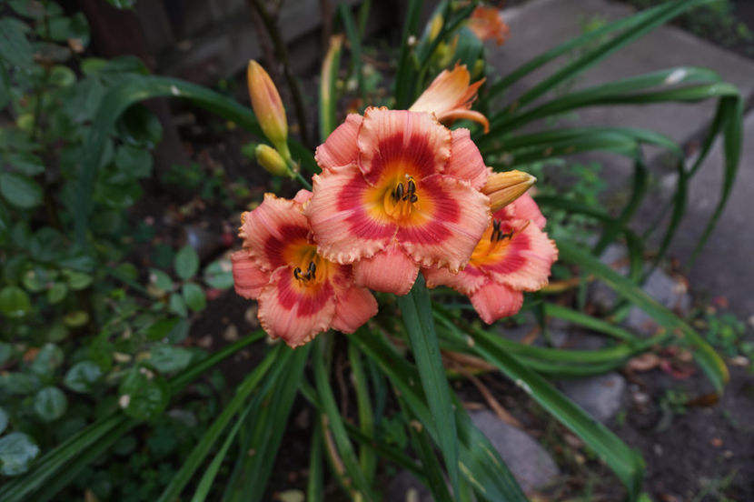  - Hemerocallis 2017