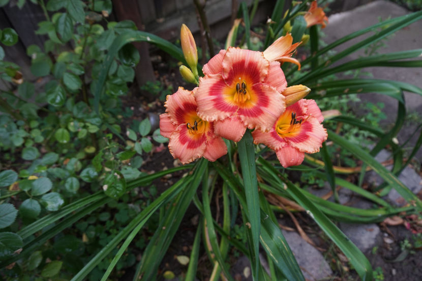  - Hemerocallis 2017