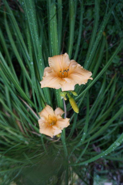  - Hemerocallis 2017