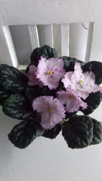  - ZZ LE Eliseiskie Polya