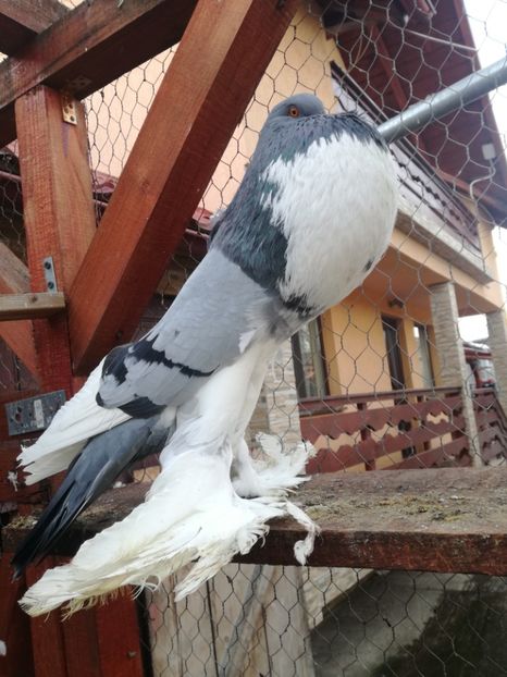  - GUSATI DE POMERANIA