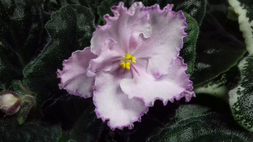  - ZZ LE Eliseiskie Polya