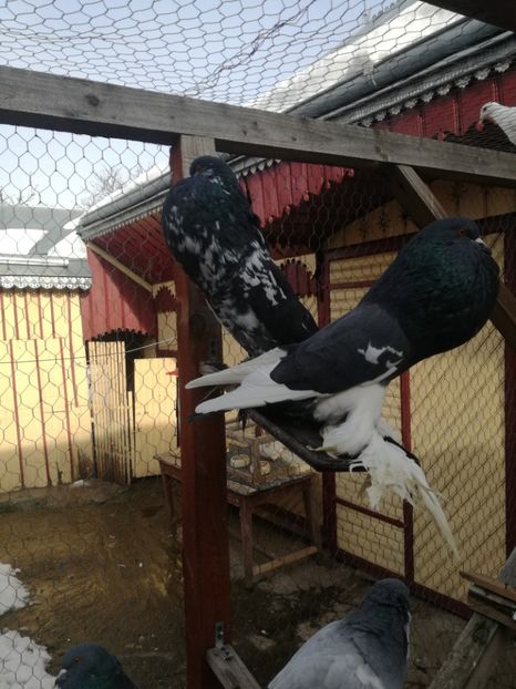  - GUSATI DE POMERANIA