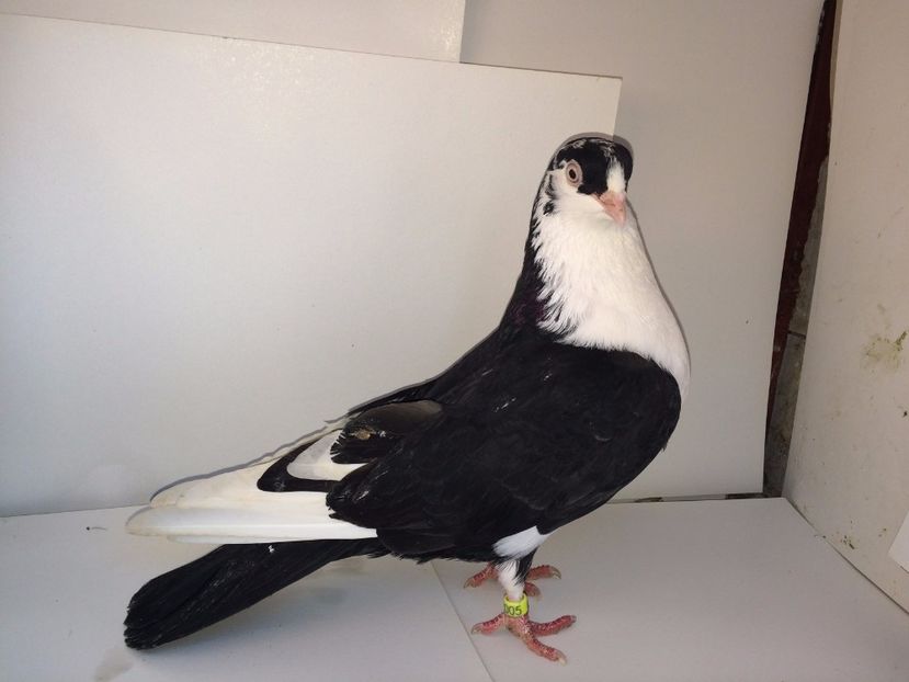 2005  femelă  2017_1 - tineret 2017