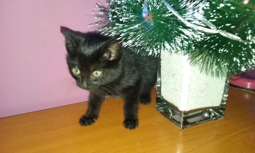 AMIRA - AMIRA si fratii sai blanosi