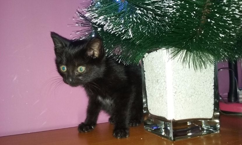 Amy- 7 saptamani aproximativ - AMIRA si fratii sai blanosi