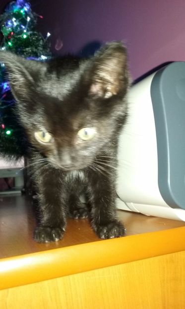  - AMIRA si fratii sai blanosi