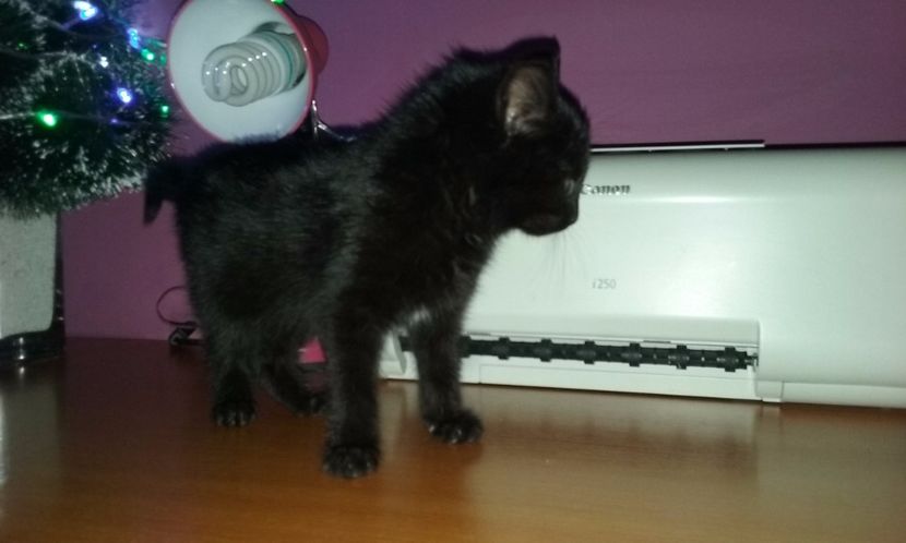  - AMIRA si fratii sai blanosi