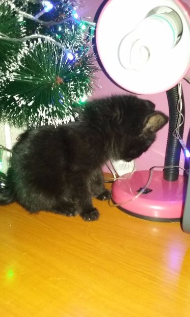  - AMIRA si fratii sai blanosi