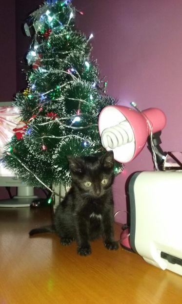 AMY  6 decembrie 2017 - AMIRA si fratii sai blanosi