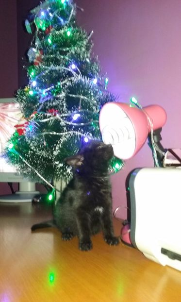  - AMIRA si fratii sai blanosi