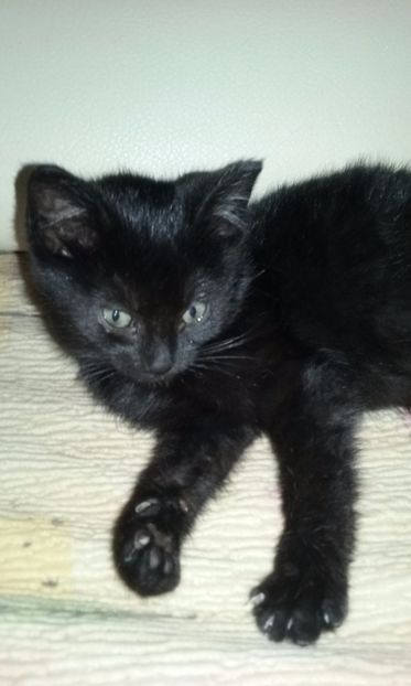 AMY 7 dec. 2017 - AMIRA si fratii sai blanosi