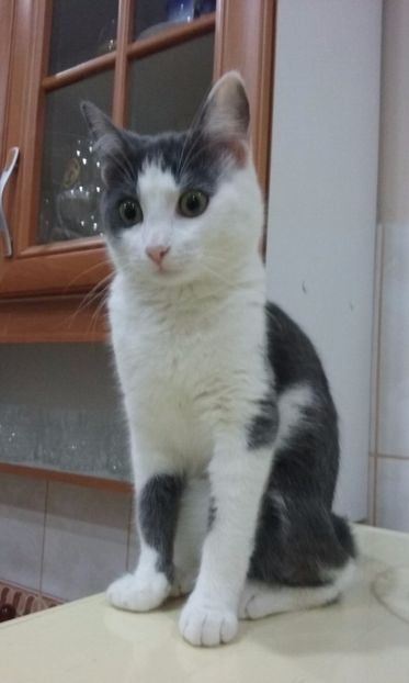 ELSA mai mare cu un an - AMIRA si fratii sai blanosi