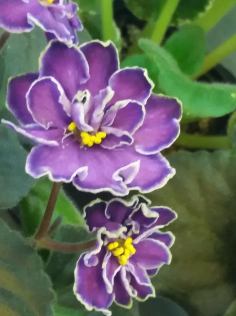 4 dec - ZZ King s Treasure