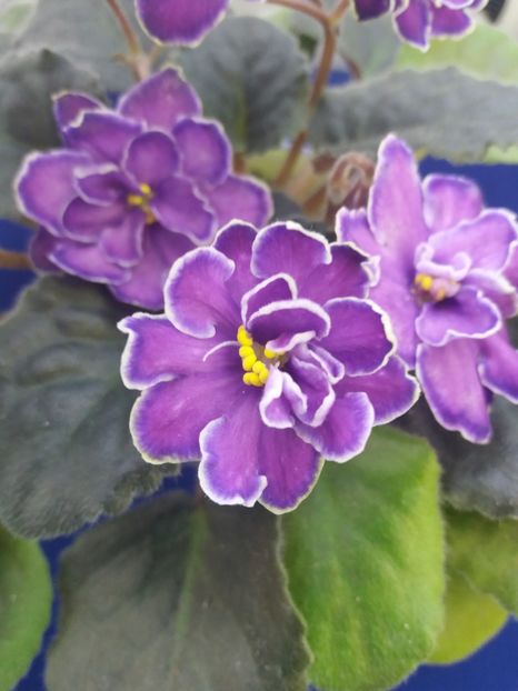 5 dec - ZZ King s Treasure