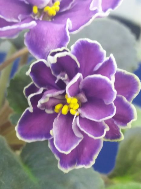 5 dec - ZZ King s Treasure