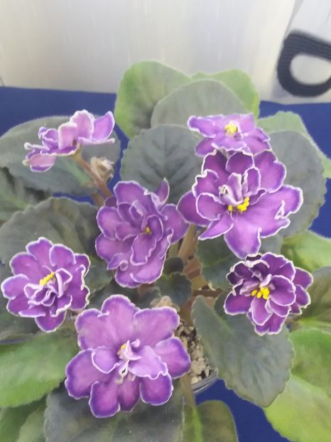 5 dec - ZZ King s Treasure