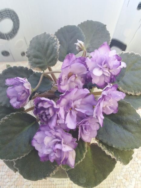 5 dec - ZZ Buckeye Blushing