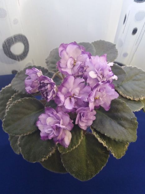 5 dec - ZZ Buckeye Blushing